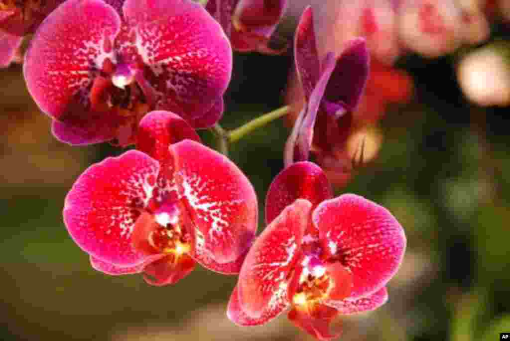 争艳馆展出的蝴蝶兰特写