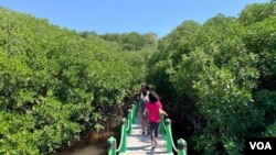 Hutan mangrove di Wongsorejo, Banyuwangi, Jawa Timur, menjadi tujuan ekoturisme baru yang menarik wisatawan dalam dan luar negeri.(Courtesy: Eva Mazrieva/VOA)