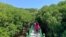 Hutan mangrove di Wongsorejo, Banyuwangi, Jawa Timur, menjadi tujuan ekoturisme baru yang menarik wisatawan dalam dan luar negeri.(Courtesy: Eva Mazrieva/VOA)