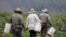 Trabajadores agrícolas recolectan la siembra en el rancho Santa Fe, en California. Imagen de archivo del 31 de agosto de 2016.
