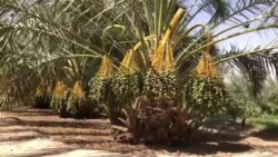 افزایش محصولات خرما در هلمند