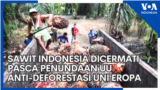 Sawit Indonesia Dicermati Pasca Penundaan UU Anti-Deforestasi Uni Eropa