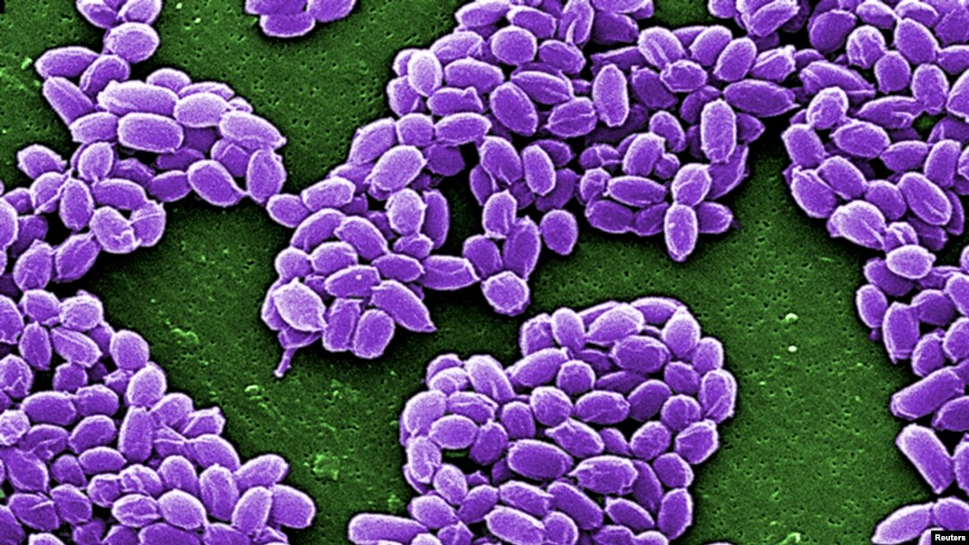 Esporas de ántrax en una foto microscópica obtenida por Reuters.