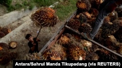 Seorang pekerja memuat buah sawit di perkebunan kelapa sawit di Kabupaten Mamuju Utara, Provinsi Sulawesi Barat. (Foto: Antara/Sahrul Manda Tikupadang via REUTERS)