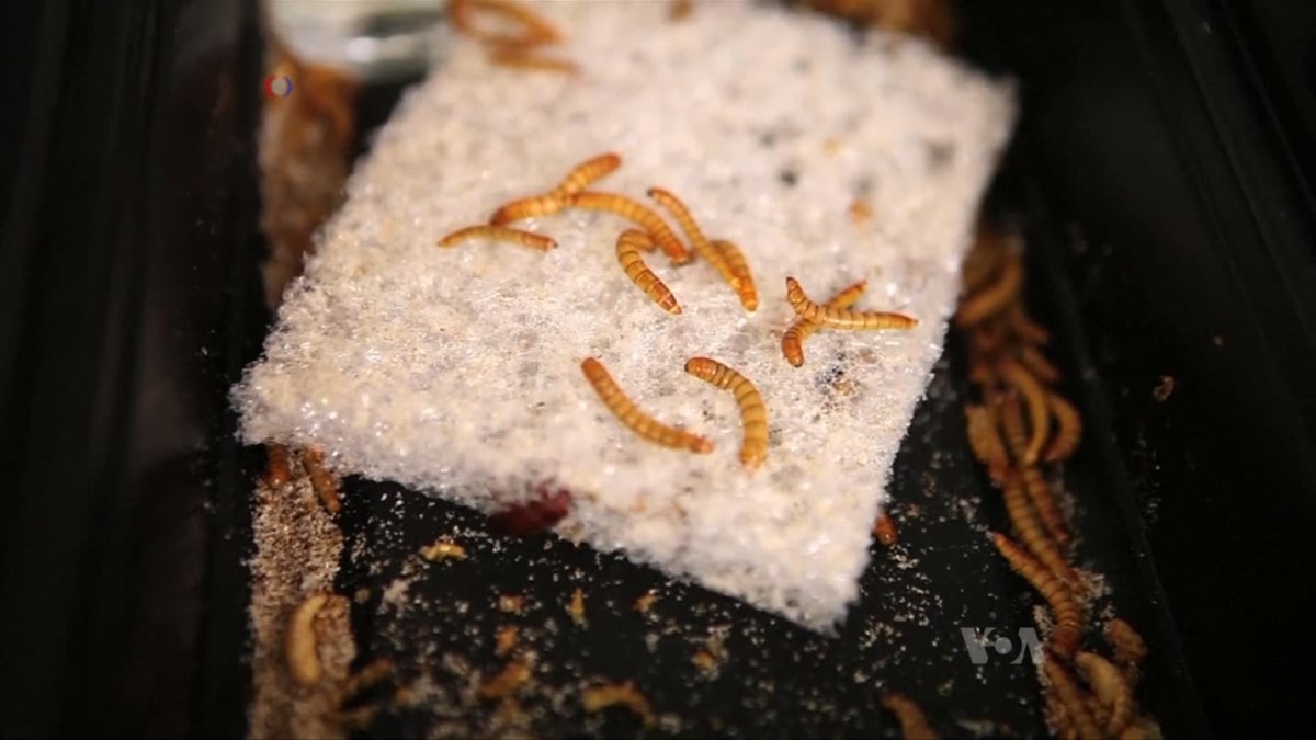 Mealworms Eat Plastic Waste