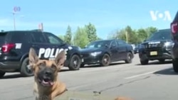 Скорая помощь – собакам