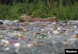 FILE - Black-bellied Whistling-Ducks (Dendrocygna autumnalis) stand on a log as plastic bottles and trash float on the the El Cerron Grande reservoir in Potonico, El Salvador September 8, 2022. (REUTERS/Jose Cabezas/File Photo)