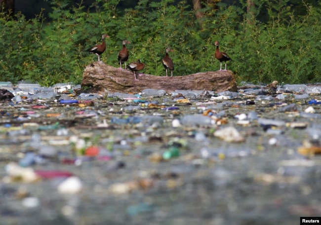 FILE - Black-bellied Whistling-Ducks (Dendrocygna autumnalis) stand on a log as plastic bottles and trash float on the the El Cerron Grande reservoir in Potonico, El Salvador September 8, 2022. (REUTERS/Jose Cabezas/File Photo)