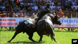 Two water buffaloes fight each other in Do Son beach town of Hai Phong, Vietnam, Sept. 28, 2017. Vietnam's water buffalo fighting festival has resumed amid calls for an end to the traditional annual event because of its violence.