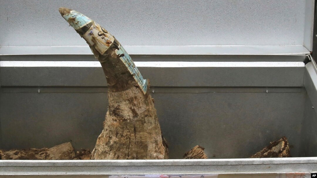 FILE - A confiscated rhino horn is placed in a container before being destroyed in Hanoi, Vietnam, Nov. 12, 2016.