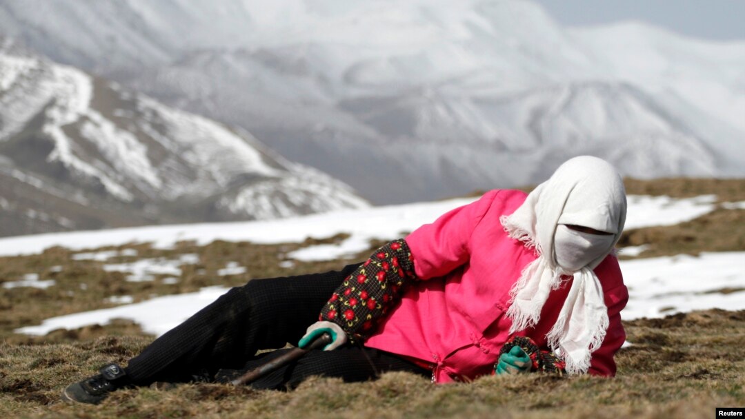 FILE - Local resident searches for caterpillar fungus, also known as Cordyceps Sinensis, Laji mountains, Guide County, west China's Qinghai Province.