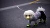 A dog wearing face mask is seen on a street as the country is hit by an outbreak of the novel coronavirus, in Shanghai, China, March 2, 2020.