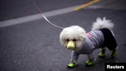 A dog wearing a face mask is seen on a street in Shanghai, China, March 2, 2020.