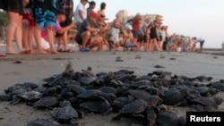 Bayi-bayi penyu Olive Ridley (Lepidochelys olivacea) bergerak ke laut setelah dilepaskan oleh para turis pengunjung Akuarium Mazatlan,pantai Playa de Morro, Meksiko (14/11).