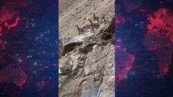 تصاویری از عبور گله آهو از جاده‌ای در ایران
