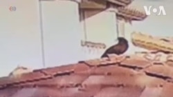 Нападение ястреба