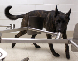 Lucy doing scent detection training at the Penn Vet Working Dog Center. (Courtesy - Penn Vet)