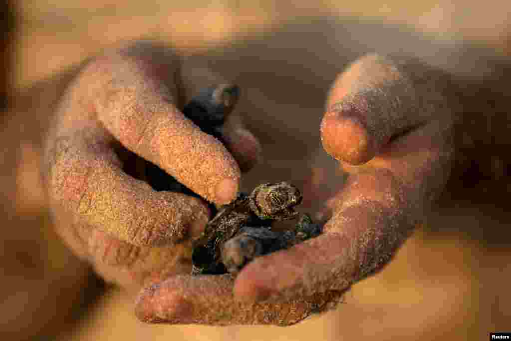 A child holds a newly-hatched baby sea turtle born at a protective nesting site set-up as part of the Israeli Sea Turtle Rescue Center&#39;s conservation programme, at a beach near Mikhmoret north of Tel Aviv.
