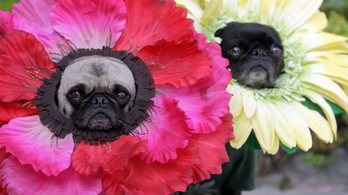 American Halloween Goes to the Dogs