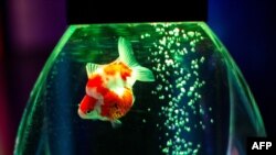 Art Aquarium exhibition of goldfish tokyo