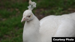 Burung merak putih bernama Merlin di kebun binatang Utica, New York yang tewas diterkam singa (Foto: Utica Zoo/Facebook).