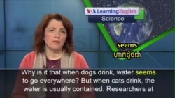 When it Comes to Drinking Water, Are Cats and Dogs Different?