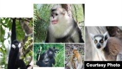 Primates at risk, photos byPaul Garber, Matthias Appel, Ruggiero Richard, Fan Peng-Fei