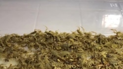 فارم نگهداری گژدم