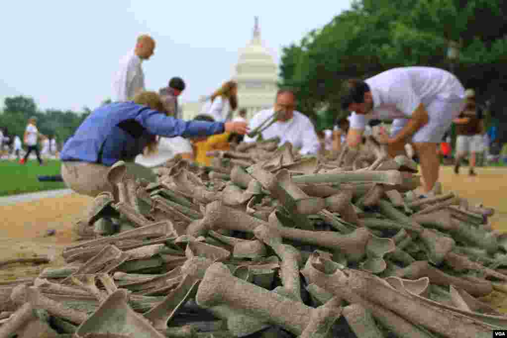 Volunteers select artificial bones to display on the National Mall, Washington, D.C, on June 8, 2013,&nbsp;at the &quot;One Million Bones&quot; installation, which aims to raise awareness of genocide and atrocities. (Jill Craig/VOA)