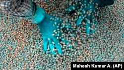 P. Ravinder Reddy, a farmer, applies fungicide to peanut seeds before sowing in Rayanpet village of Telangana state, India, Wednesday, Sept. 25, 2024. (AP Photo/Mahesh Kumar A.)