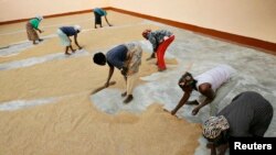 FILE - Women sweep rice at a small processing plant in the northern Ghanaian town of Bolgatanga, Feb. 1, 2008. 