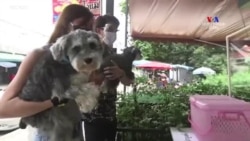 Թաիլանդում կարանտինի թուլացումից օգտվելով, շների տերերը իրենց չորքոտանի ընկերներին կենդանիների հարդարման սրահներ են տանում