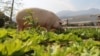 FILE - Pigcasso, a rescued pig, is seen in an organic vegetable garden at the Farm Sanctuary in Franschhoek, outside Cape Town, South Africa, Feb. 21, 2019.