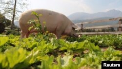 FILE - Pigcasso, a rescued pig, is seen in an organic vegetable garden at the Farm Sanctuary in Franschhoek, outside Cape Town, South Africa, Feb. 21, 2019.