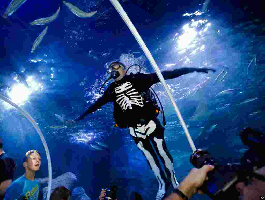 A diver in a skeleton costume dives during a media opportunity to mark Halloween at the Sea Life aquarium in Berlin, Oct. 28, 2013. 