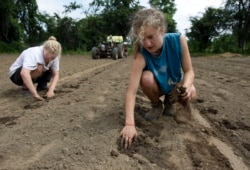 In this Tuesday, June 19, 2012 photo, Maria Darrow, of Falmouth, Maine, right, who will start her sophomore year at Amherst College in the fall, plants strawberries as part of her paid internship at a community farm in Amherst, Mass. The 20-year-old…