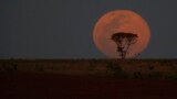 A supermoon rises behind a tree in Brasilia, August 10, 2014.
