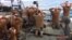 Photo, released by the Iranian state-run IRIB News Agency Jan. 13, 2016, shows detention of U.S. Navy sailors by the Iranian Revolutionary Guards in the Persian Gulf, Iran.