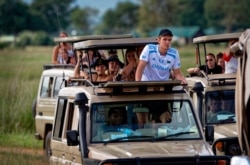 FILE - Tourists drive in safari vehicles to get a view of a female lion in Mikumi National Park, Tanzania, March 24, 2018.