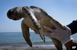 لاشه یک لاک‌پشت سبز دریایی در ساحل کلبا