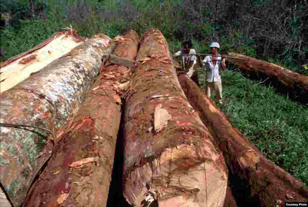 Illegal logging in the Atlantic Forest threatens one of the most biologically rich and yet threatened ecosystems on earth. (Conservation International/Haroldo Castro)