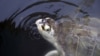 19 Malgaches meurent après avoir mangé une tortue de mer
