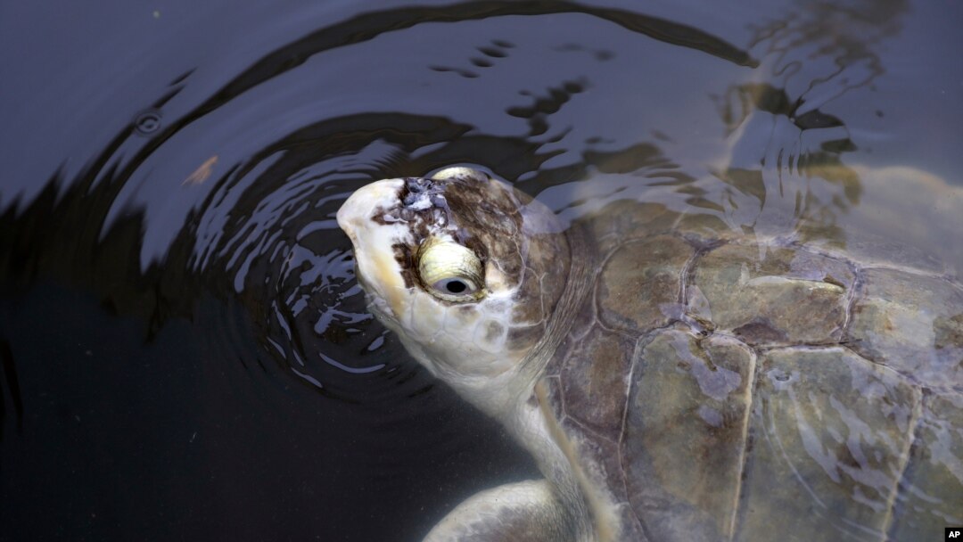 A sea turtle that had been held at the Animal Rehabilitation Keep in Port Aransas, Texas, swims in a tank at the Sea Life Center, Sept. 30, 2017, in Corpus Christi, Texas.