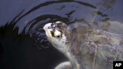A sea turtle that had been held at the Animal Rehabilitation Keep in Port Aransas, Texas, swims in a tank at the Sea Life Center, Sept. 30, 2017, in Corpus Christi, Texas.