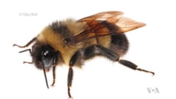 US Bumblebee Lands on Endangered Species List