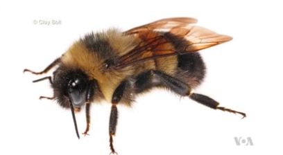 US Bumblebee Lands on Endangered Species List