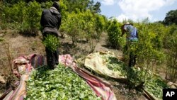 En esta foto de archvio se ven trabajadores cosechan hojas de coca en Puerto Bello, en el sureño departamento de Putumayo, el 3 de marzo de 2017.