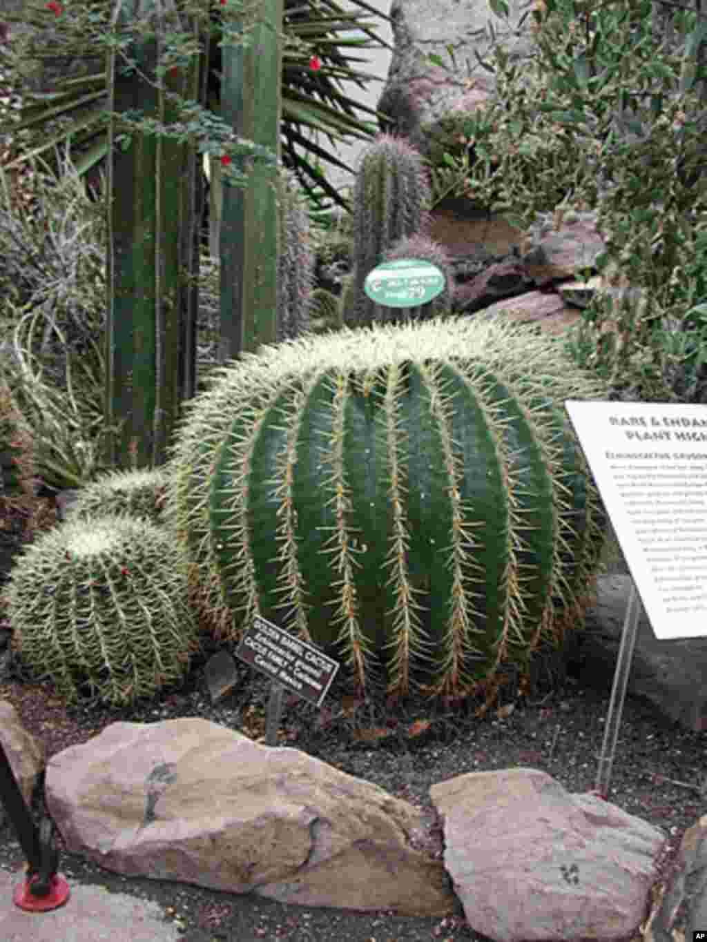 The Golden Barrel Cactus, rare in the wild, is among the most popular cacti in commercial cultivation. (US Botanic Garden)