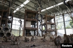 Long-tailed macaques research  a cage built to temporarily detain monkeys captured successful  Lopburi, Thailand, June 6, 2024.