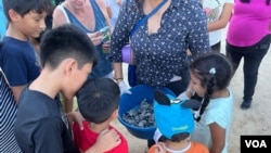 Residentes y turistas presencian la liberación de tortugas marinas en Playa Las Viudas.